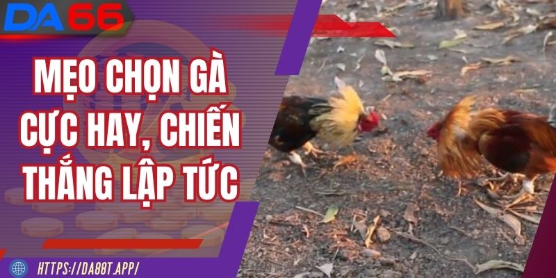 Chọn gà đá chuẩn xác tăng cơ hội thắng tại DA88