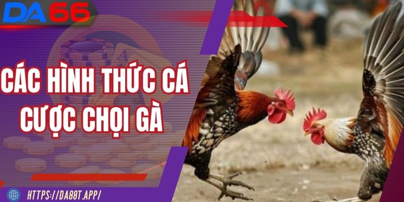 Đá gà DA88 mang đến nhiều lựa chọn cược hấp dẫn
