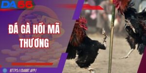 Đá Gà Hồi Mã Thương - Chiến Thuật Đặc Sắc Nhất 2025