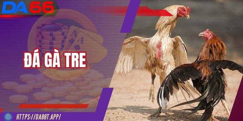 Đá Gà Tre - Môn Thi Đấu Kinh Điển Của Những Chiến Kê