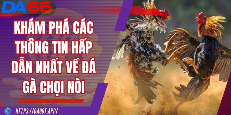 Khám phá các thông tin hấp dẫn nhất về đá gà chọi nòi