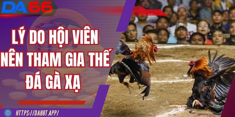 Lý do hội viên nên tham gia thế đá gà xạ tại DA88