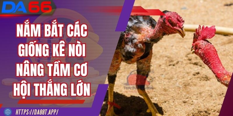 Nắm bắt các giống kê nòi nâng tầm cơ hội thắng lớn