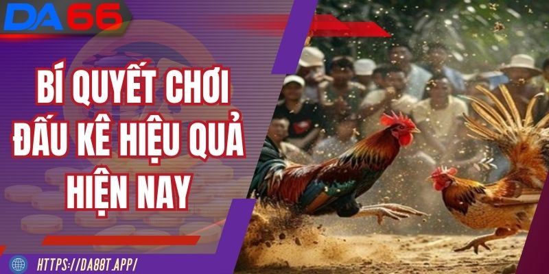 Nắm chắc những bí quyết chơi đấu kê hiệu quả hiện nay