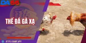 Thế Đá Gà Xạ - Tuyệt Kỹ Linh Hoạt Của Những Chiến Kê