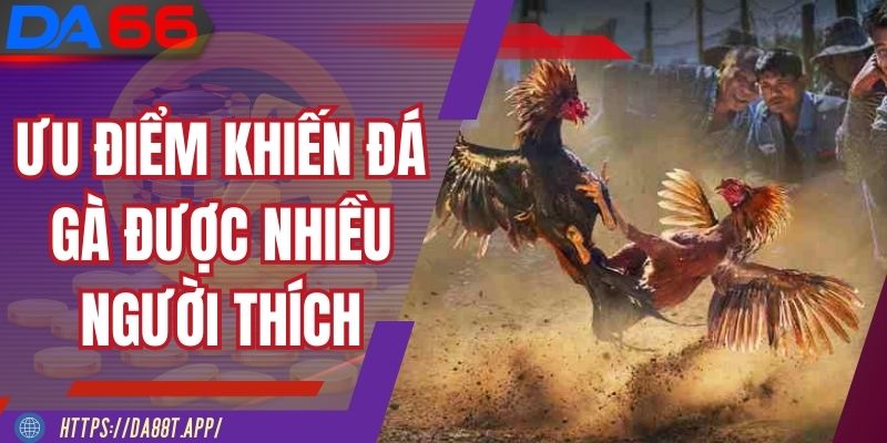 Ưu điểm khiến đá gà DA88 được nhiều người yêu thích