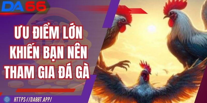 Ưu điểm lớn khiến bạn nên tham gia đá gà tre tại DA88
